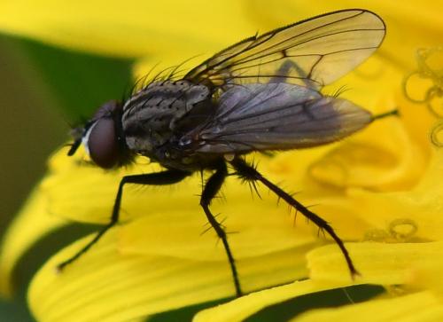 Anthomyia liturata